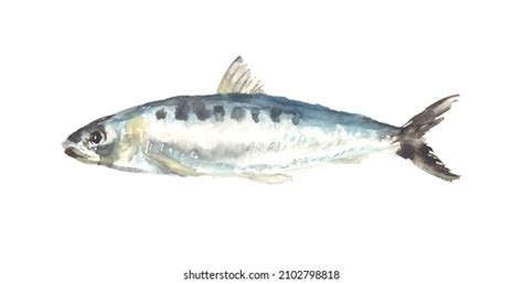 65,381 Sardine Fish Images, Stock Photos & Vectors.